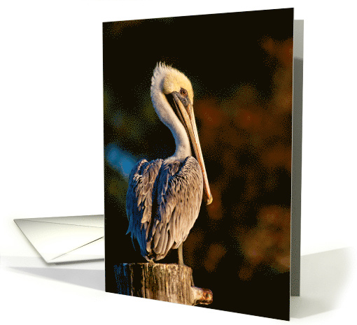 Brown Pelican card (1467186)