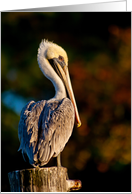 Brown Pelican card