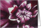 Purple Dahlia card