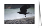 A Common Raven Over the Beach at Tennessee Valley card