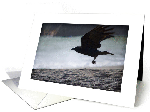 A Common Raven Over the Beach at Tennessee Valley card (1161940)