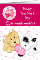 Happy Valentine’s Day Granddaughter, puppies card