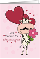 Granddaughter Cow...
