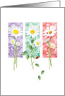 Blank, All Occasions, - 3 Long Stem Daisies on Color Panels card