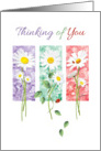 Thinking of You, Blank, - 3 Long Stem Daisies on Color Panels card