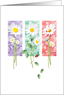 Blank, All Occasions, - 3 Long Stem Daisies on Color Panels card