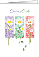 Good Luck - 3 Long Stem Daisies on Color Panels card