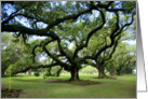 Overpowering viral oaks in an inviting park, blank card