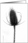 Field thistle card