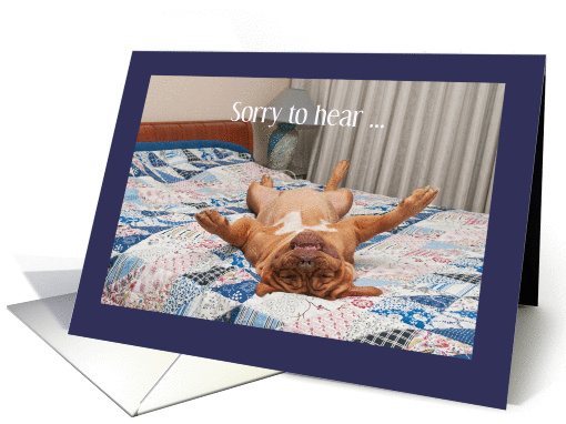 Amusing good luck in job hunt - Dogue de Bordeaux pose card (1231472)