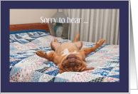 Amusing good luck in job hunt - Dogue de Bordeaux pose card