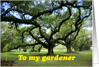 Viral oaks happy birthday to your gardener card