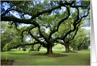 Overpowering viral oaks in an inviting park, blank card