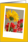 Red and Yellow Daisies Bright and Cheerful Blank Card