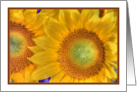 Yellow Sunflowers Bright and Cheerful ReligiousThank you card