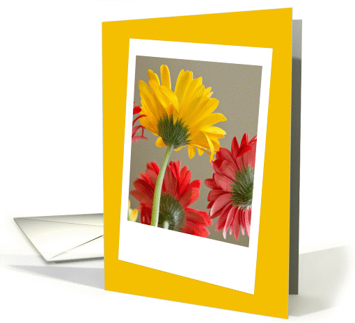 Red and Yellow Daisies Bright and Cheerful Blank card (1175708)