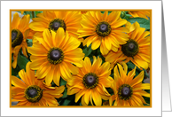 yellow daisies card