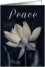 Peace Lotus Design Sympathy card
