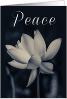 Peace Lotus Design...