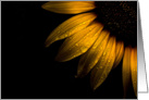 Backyard Sunflower After The Storm card