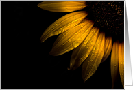 Backyard Sunflower After The Storm card