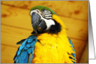 Blue and Golden Macaw Portrait Blank Note Card