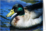 Glistening Mallard Duck on the River card
