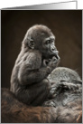 Baby Gorilla On Mom’s Back Having A Time Out To Think Blank Note card