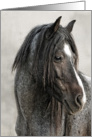 Portrait of a Majestic Roan Wild Horse Stallion Lompoc CA Blank Note card
