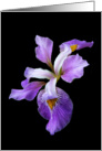 Royal Purple Beauty of the Giant Iris in the Garden Blank Note card
