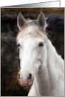 Portrait Of Proud and Beautiful Grey Wild Mare Blank Note card