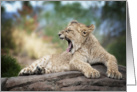 Young Lion Cub Has A Big Yawn Under The Weather Get Rest Feel Better card