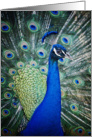 Proud As A Peacock Strutting His Green Blue Feathers Blank Note card