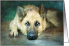 German Shepherd Resting on Porch Looking Right At you Blank Note card
