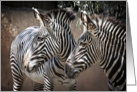 Two Wild Zebra Friends Hanging Out On A Sunny Day In Shade Blank Note card