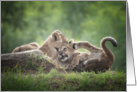 Two Lion Cubs Have A Wrestling Match In Late Afternoon Sun Blank Note card