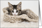 Kitten curled up in a knitted bowl Blank note card any occasion card