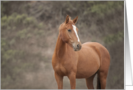 Portrait of a Wild Chestnut Horse Be Strong and Believe Blank Note card