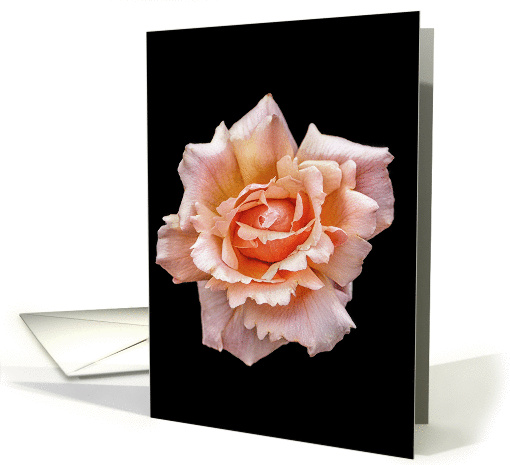 The Colors of a Simple Beautiful Coral Rose Blank Note card (1419918)