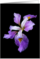 Royal Purple Beauty of the Giant Iris in the Garden Blank Note card