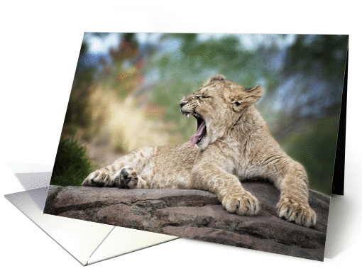 Young Lion Cub Has A Big Yawn Under The Weather Get Rest... (1421030)