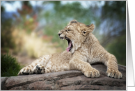 Young Lion Cub Has A Big Yawn Under The Weather Get Rest Feel Better card