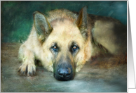 German Shepherd Resting on Porch Looking Right At you Blank Note card