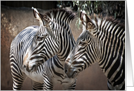 Two Wild Zebra Friends Hanging Out On A Sunny Day In Shade Blank Note card