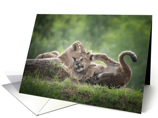 Two Lion Cubs Have A Wrestling Match In Late Afternoon... (1421052)