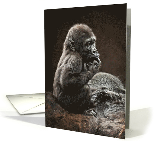 Happy Birthday Baby Gorilla On Mom's Back Having A Time... (1421054)