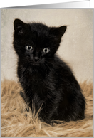Missing You Black Cute Kitten on Fur Antique Digital Painting card