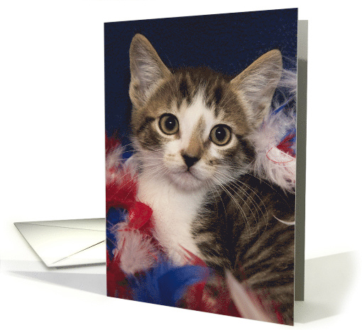 Fourth of July Patriotic Tabby Kitten in Red White Blue Feathers card