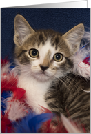 Fourth of July Patriotic Tabby Kitten in Red White Blue Feathers card