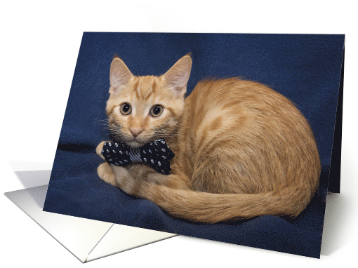 Orange and White Striped Tabby Kitten with Blue Bowtie... (1482482)